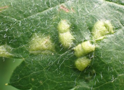 Eriophyes pyri